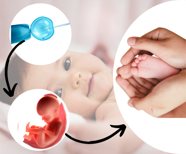 IVF - In vitro fertilization